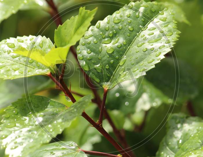 Green background with leaves and water drops. Green foliage of leaves and rain drops closeup with selective focus.