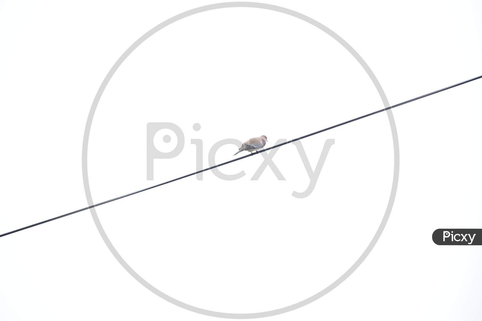 Bird sitting on wire isolated in white background