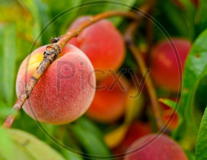 Close Up Of Ripe Peaches Growing In The Wild