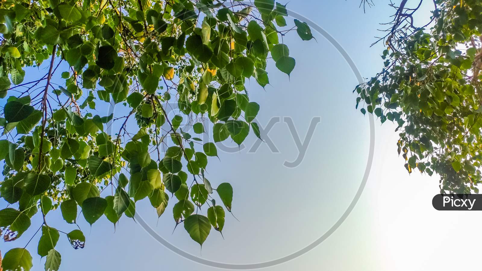 View Of Green Leaves Along The Sky