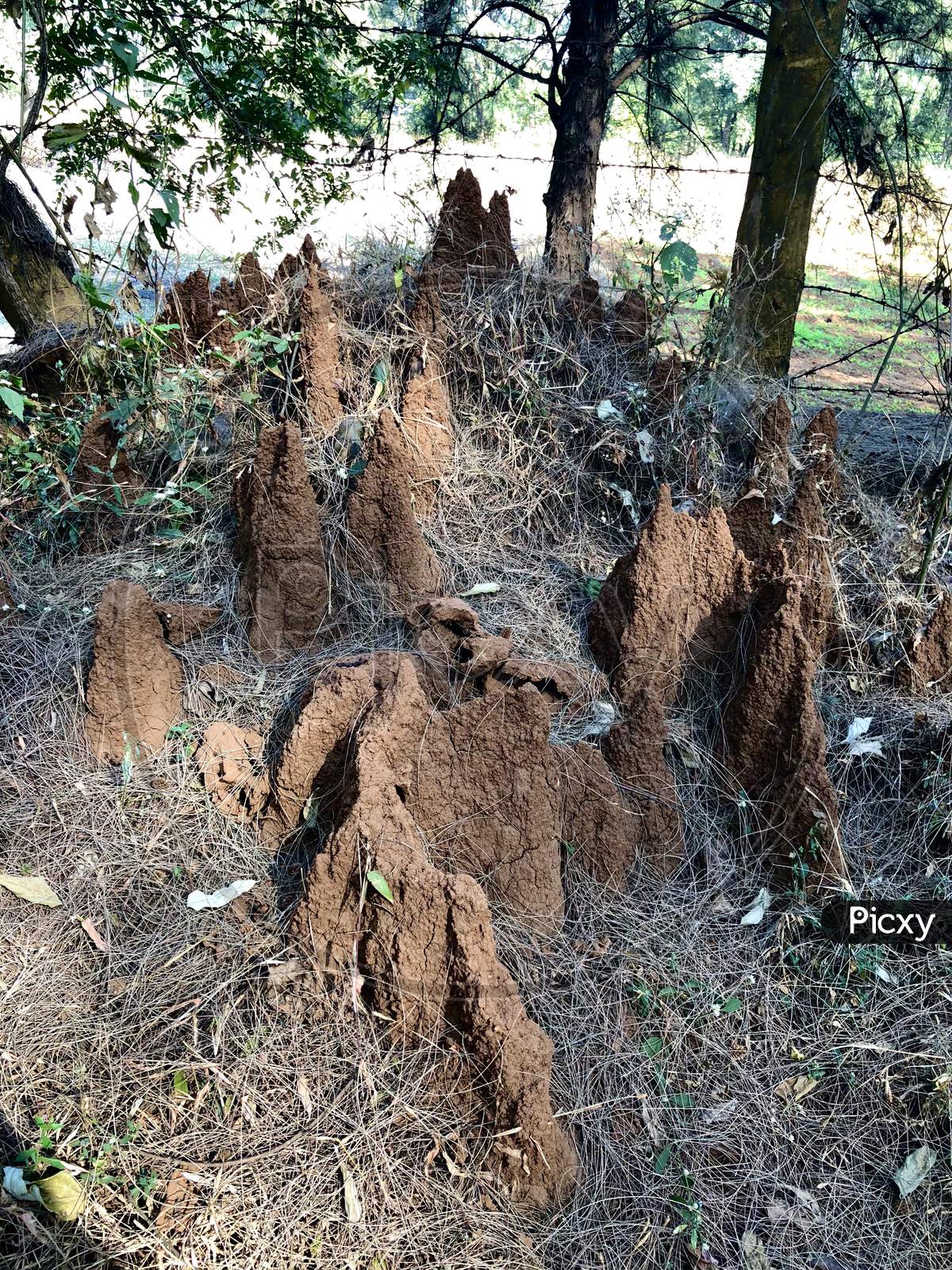 Ant Hills In The Forest