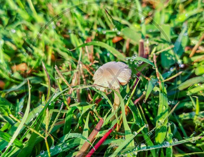 View Of Small White Mushroom On Grass