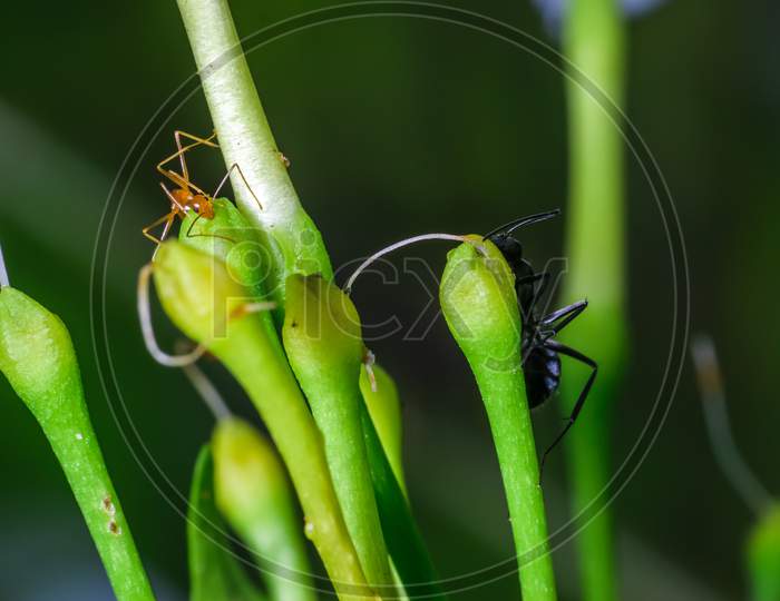 A Pharaoh Ant And A Carpenter Ant Apparently Playing Hide And Seek In Garden