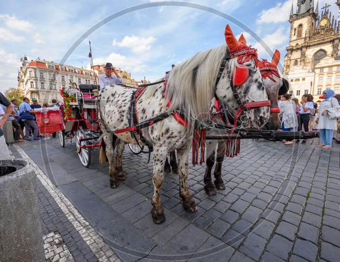 Horse Drawn Carriage And Horses Waiting For Customers In Prague Old Town Square
