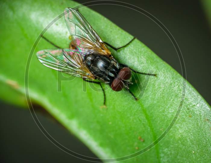 Isolated Domestic Fly Sitting On A Green Leaf