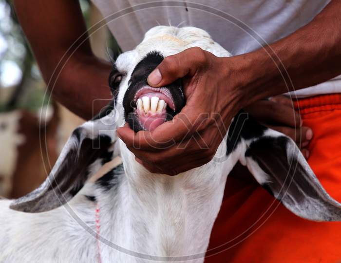 A Man Checks The Teeth Of A Goat To Determine Its Age At A Livestock Market Ahead Of The Muslim Festival Of Eid Al-Adha In Ajmer, India On July 23, 2020.