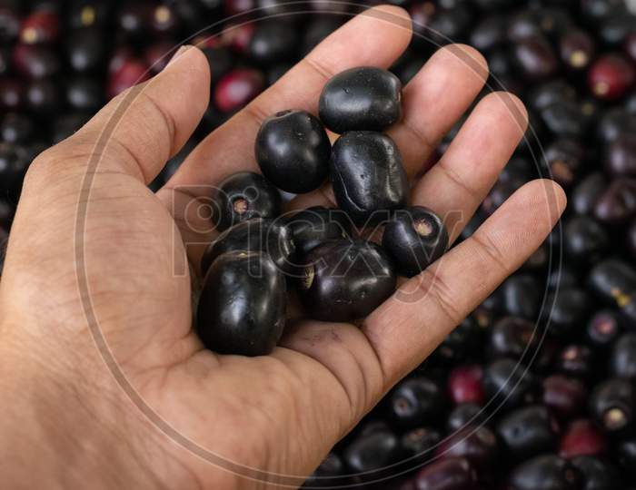 Fresh Jamun, Indian blueberry or black plum fruits in a hand after picking from the trees