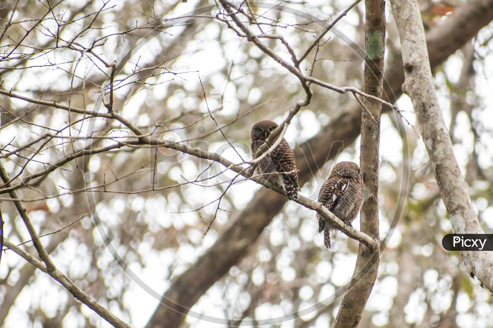 Birds, Couple Of Owl On The Branch