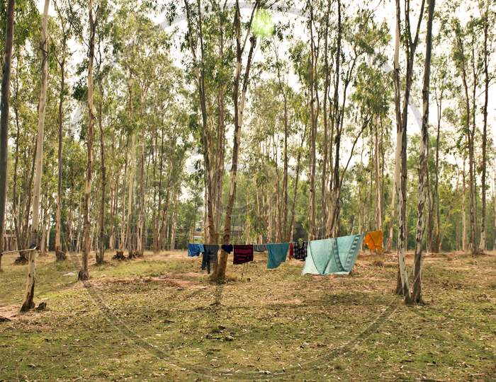 Daily life in eucalyptus jungle