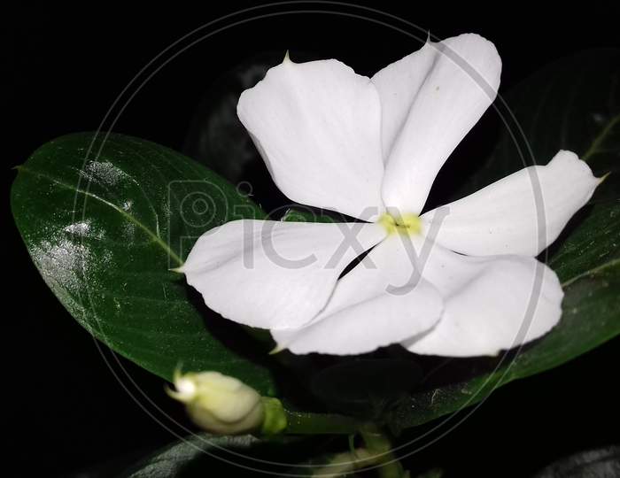 Rare Six Petal White Periwinkle Flower. Nayantara Flower. Also Called Periwinkle, Sadabahar Or Vinca Flower Plant With Dark Background
