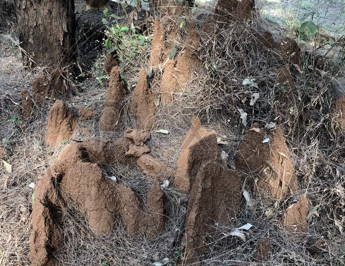 Ant Hills In The Forest