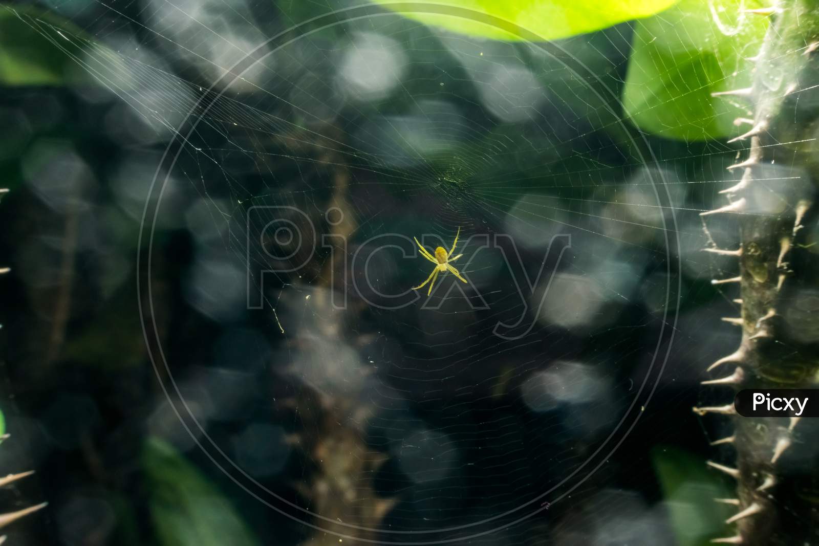 Isolated Tiny Yellow Spider In The Center Of Its Formed Web