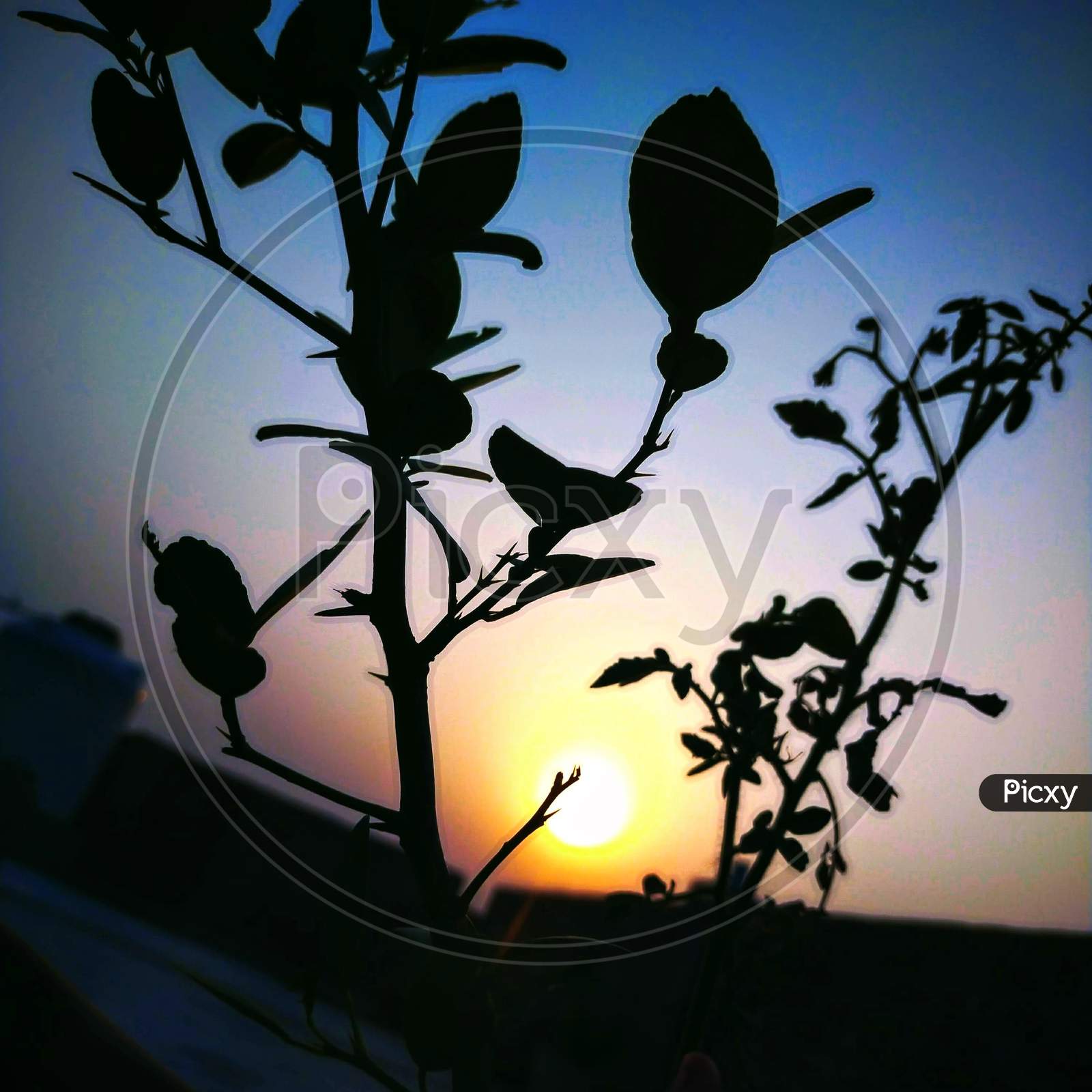 Evening sunset and a nice silhouette of plants and human beings. An amazing sunset photography