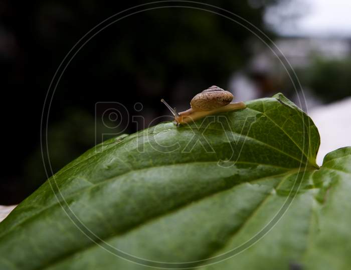 Little Snail Isolated On Green Betel Leaf Edge