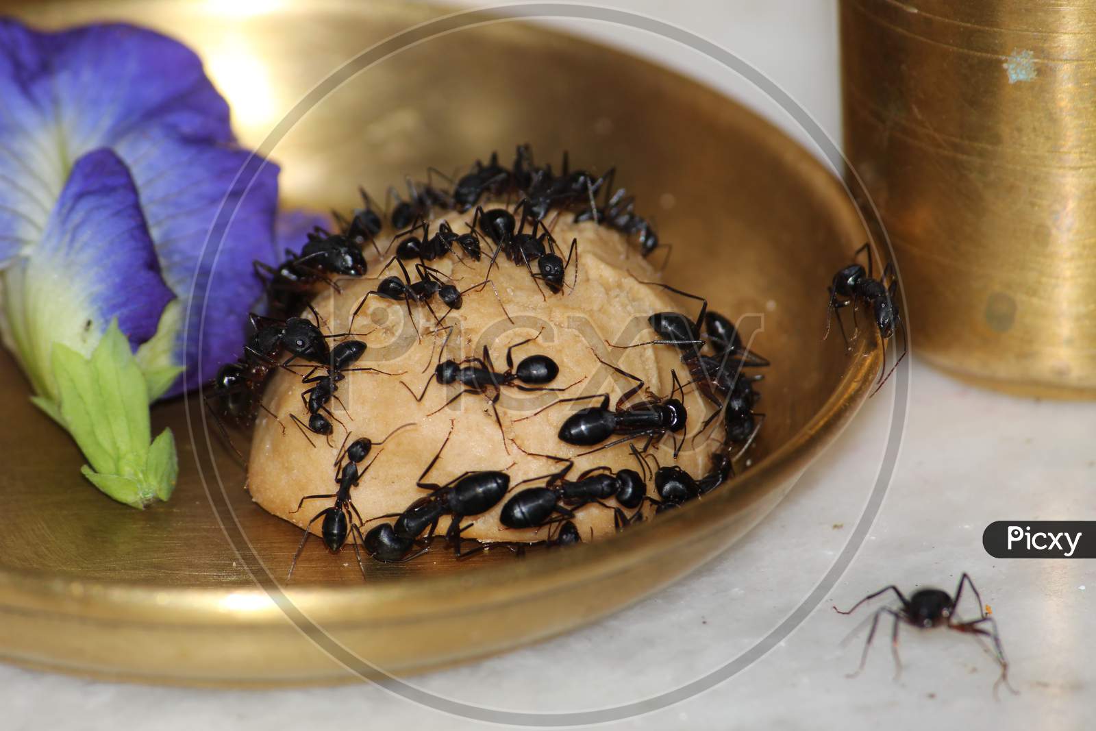 Image of Black Ant Eats A Rotten Mango Macro Closeup-WE163162-Picxy