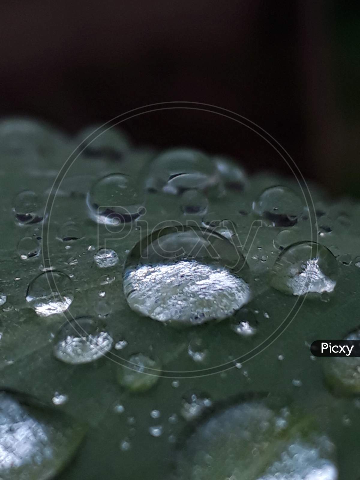 Water drop on leaf,water dew image.