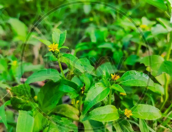 Selective Focus On Wild Flowers With Green Leaves
