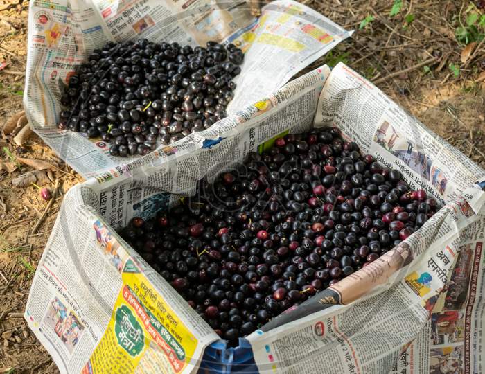 fresh Jamun, Indian blueberry or black plum fruits put in a crate after picking from the trees