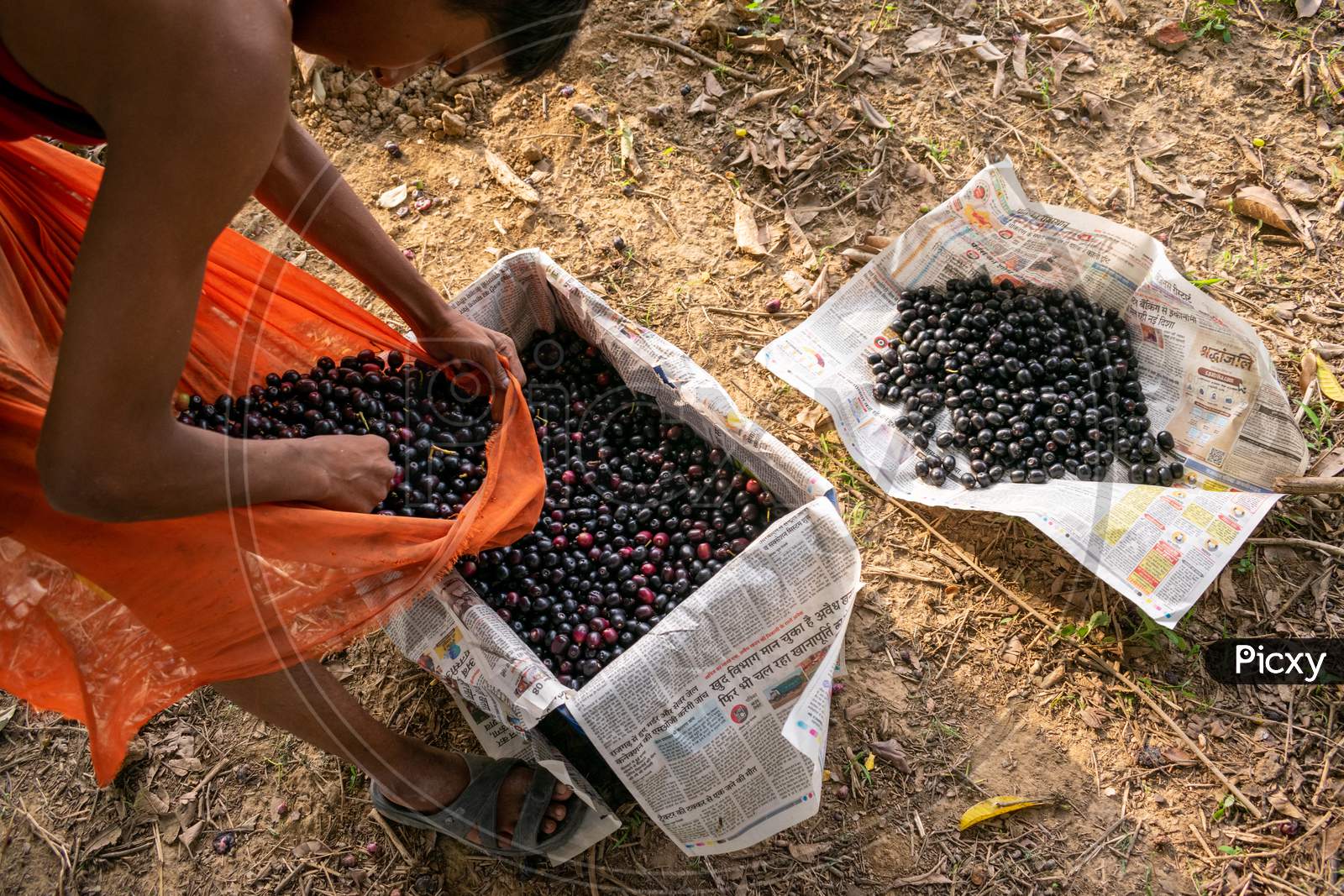 A boy collects fresh Jamun, Indian blueberry or black plum fruits in a crate after picking from the trees