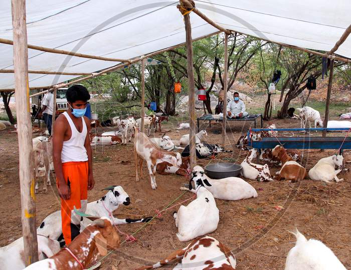 Vendors Gather Their Goats And Sheep For Sale At A Ground Ahead Of The Muslim Festival Eid Al-Adha Or The 'Festival Of Sacrifice', In Ajmer, Rajasthan, India On July 23, 2020.