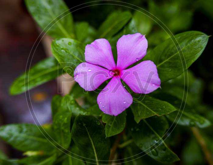 Top View Of Pink Periwinkle Flower On Rain Drops
