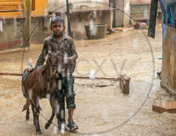 A boy with his cattle walks on a road while it rains heavily during monsoon season in Bharatpur