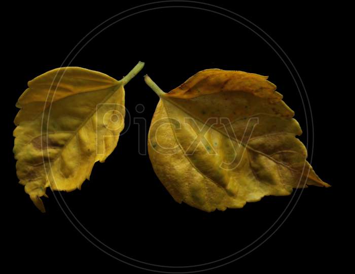 Yellow dry leaves isolated on black background.