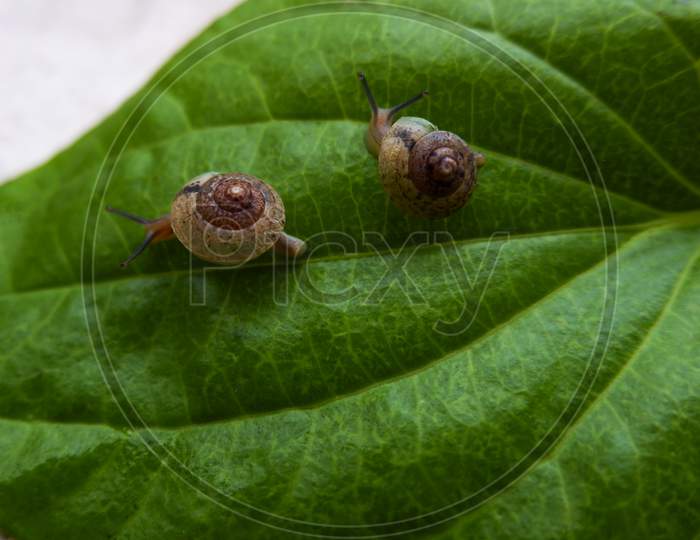 Closeup Shot Of Two Snails Isolated On Green Betel Leaf