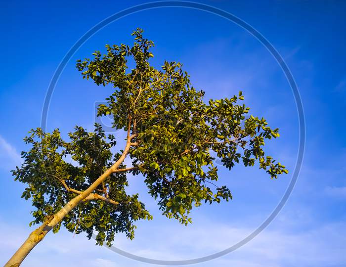 Low Angel View Of Tree Against Blue Sky