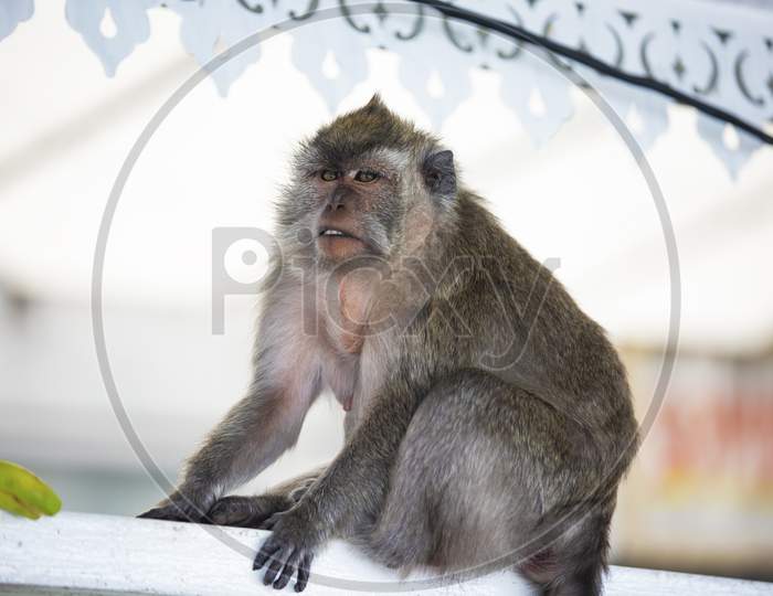 wild animal,monkey near sacred lake of Grand Bassin in Mauritius