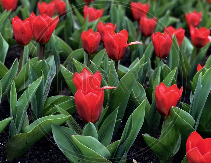 Red Tulips Blossoming In The Garden In Netherlands