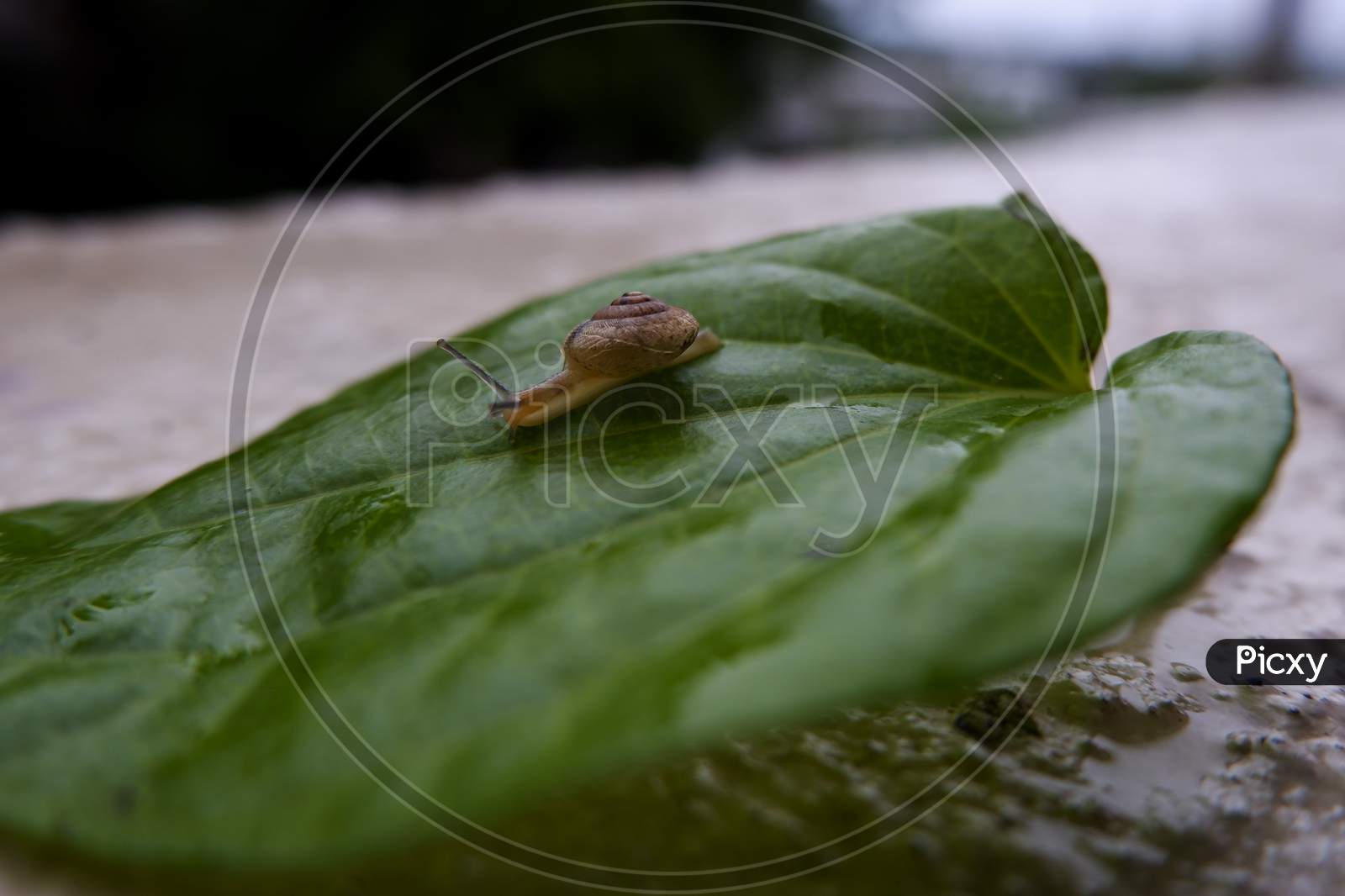 Macro Snail Isolated On Green Leaf