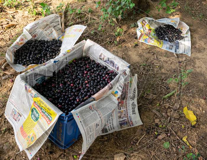 fresh Jamun, Indian blueberry or black plum fruits put in a crate after picking fruits from the trees