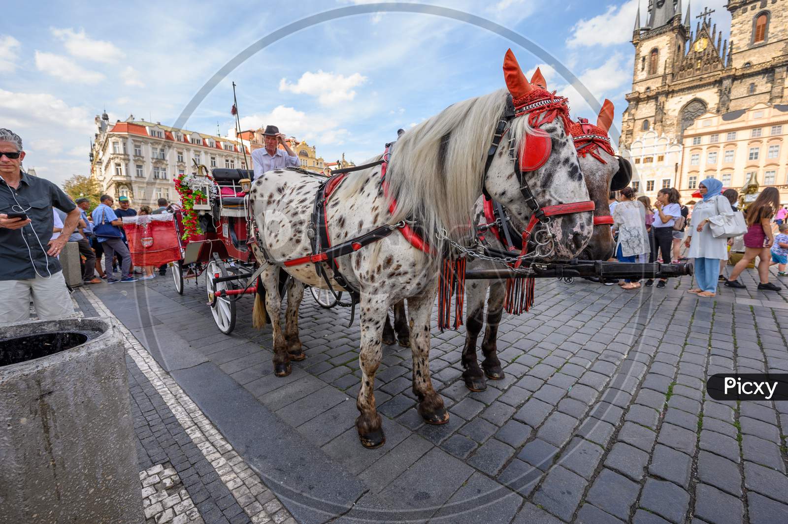 Horse Drawn Carriage And Horses Waiting For Customers In Prague Old Town Square