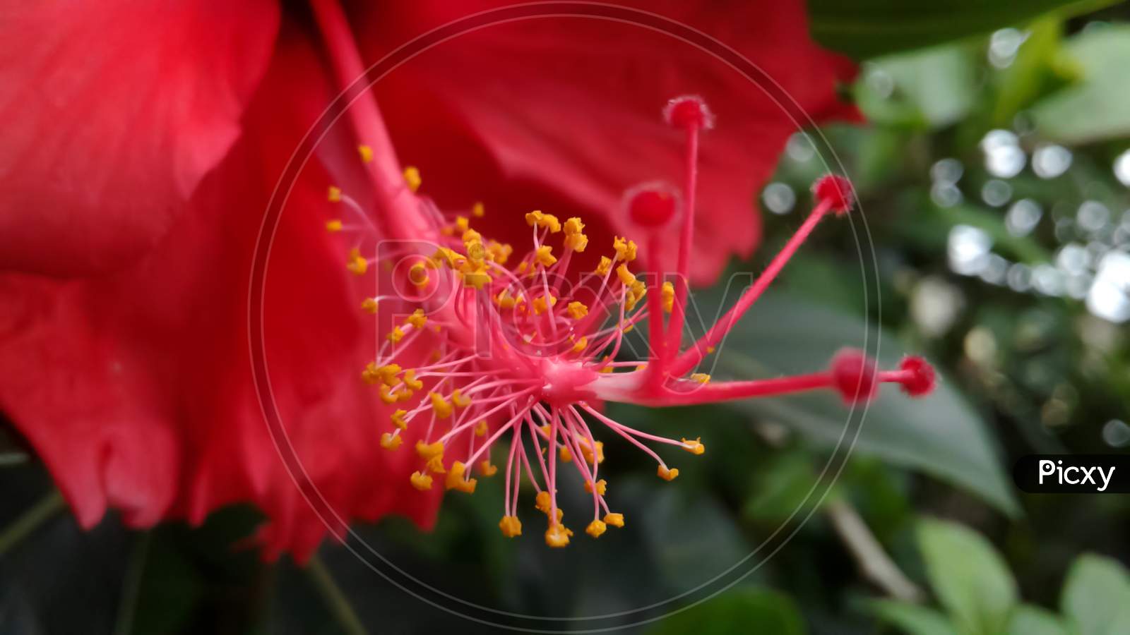 Macro Close-Up View Of Red Hibiscus Style Red Stamen Filament Anther And Yellow Pollen Grains. Hibiscus Rosa-Sinensis Flower
