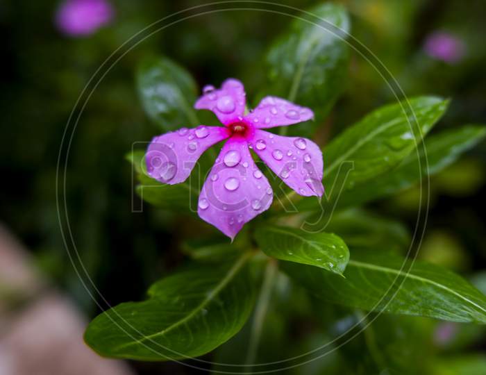Close Shot Of Pink Periwinkle Flower & Leaves On Rainy Water Droplets