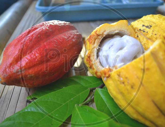 Close Up Of Red And Yellow Cacao Fruit Opened Skin