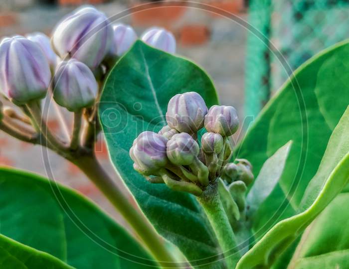 Selective Focus On Wild Flower Buds With Green Leaves