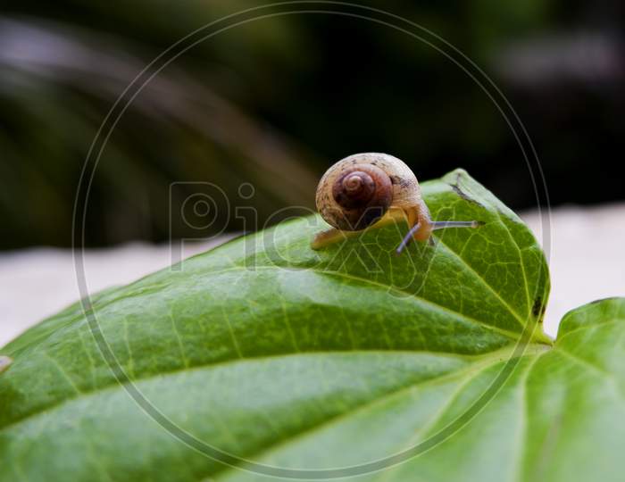 Small Snail Isolated On Green Betel Leaf