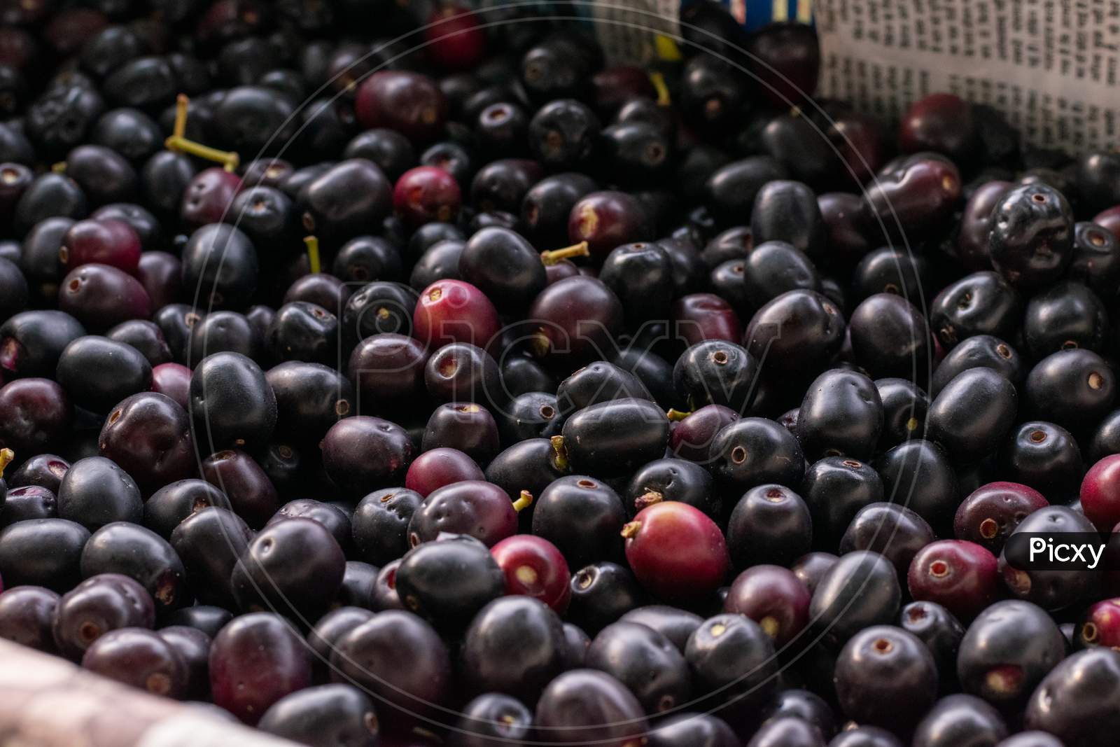 Collected fresh Jamun, Indian blueberry or black plum fruits after picking from the trees