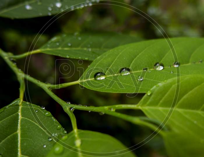 Top View Of Rain Water Drops Isolated On Custard Apple Leaves