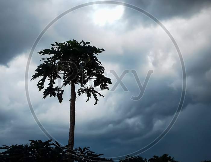 Papaya Tree look like Black Dark shadow in Dramatic Dark stormy cloudy sky in Background wallpaper. A beautiful cloudy weather a Beautiful landscape wallpaper