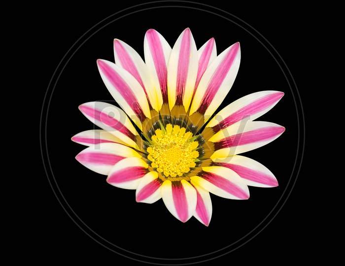 Gazania Flower With Purple Stripe And Yellow Center Over Black Back Ground