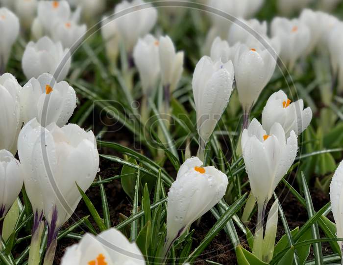 Beautiful Fresh White Tulips in the fields of Netherlands