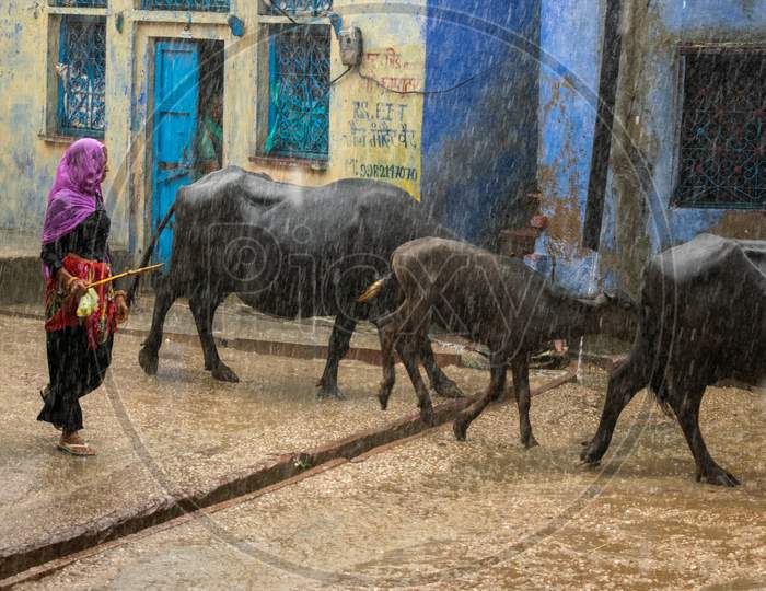 A woman with her cattle walks on a road while it rains heavily during monsoon season in Bharatpur