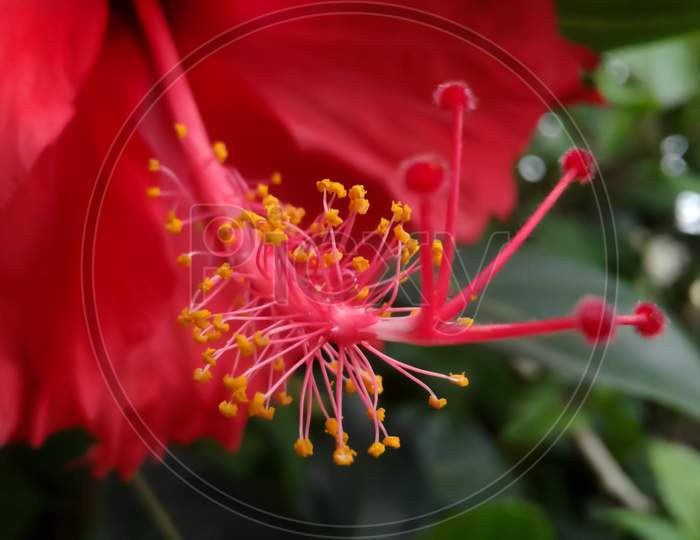 Macro Close-Up View Of Red Hibiscus Style Red Stamen Filament Anther And Yellow Pollen Grains. Hibiscus Rosa-Sinensis Flower