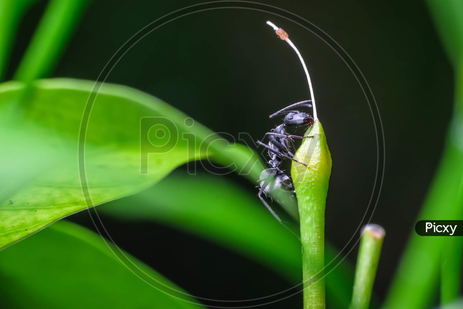 Isolated Carpenter Ant Approaching The Top Of A Plant Part