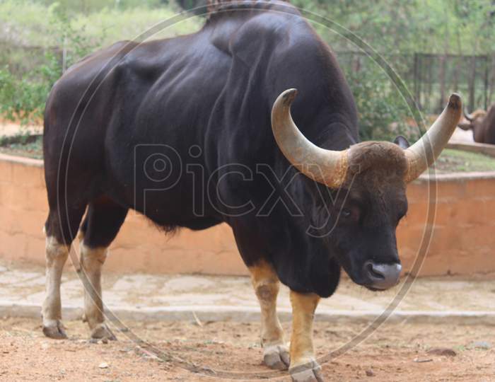 Indian gaur