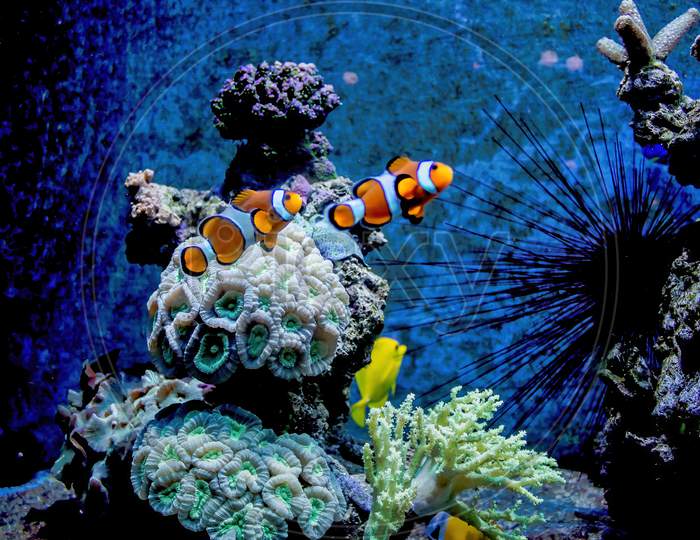 Malaga, Spain: Underwater Ocean Life With Colorful Fish In Andalusia