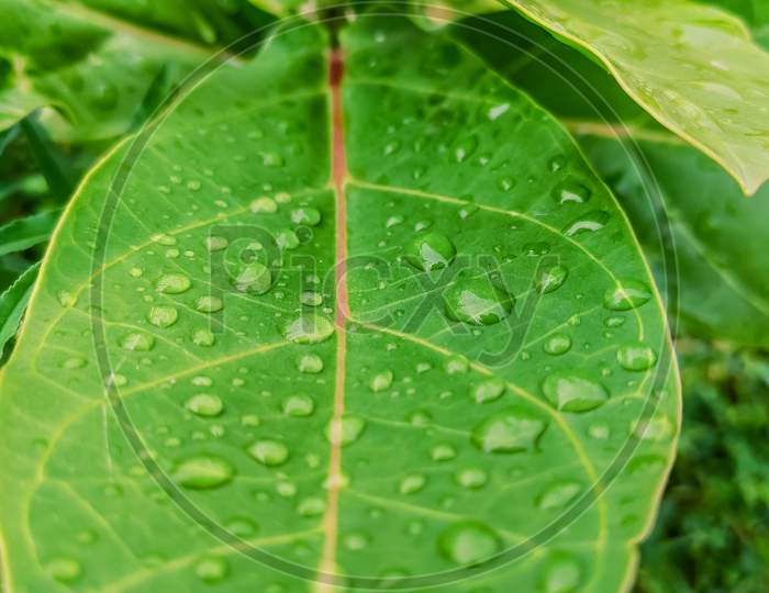 Selective Focus On Water Drops On A Big Green Leaf
